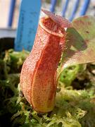 Nepenthes x 'Facile Koto'